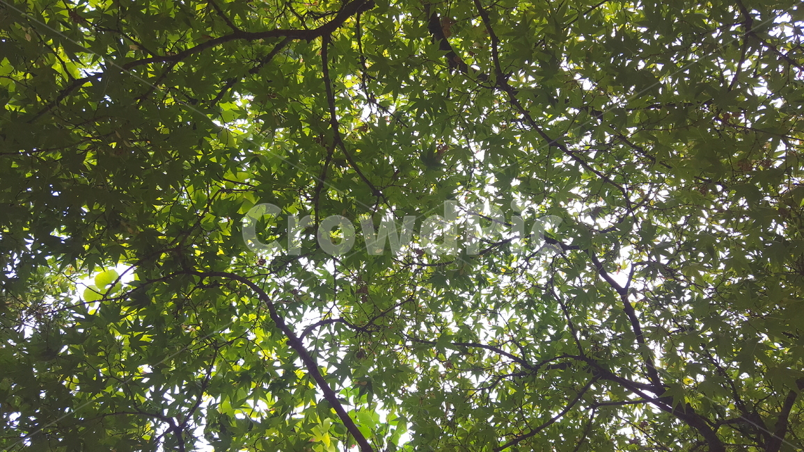 여름,자연,나무,숲,푸른,자연,풍경,nature,landscape,tree,plant,식물