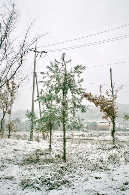 나무,자연,눈,겨울,tree,nature,snow,snowy,winter