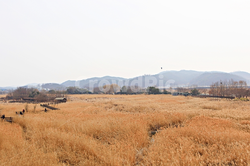 갈대,식물,자연,풍경,배경,하늘vndrhkd,가을,계절,fall,autumn,season,자연,풍경,nature,landscape,grassland,목초지,field,들,outdoors,옥외,savanna,대초원
