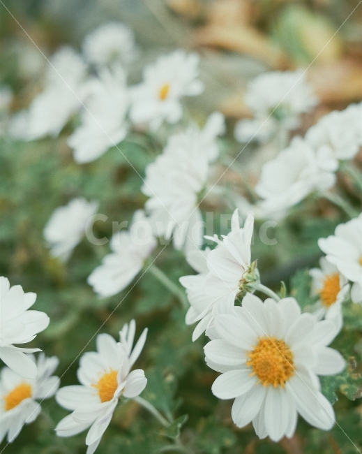 꽃,풍경,감성사진,꽃이미지,리코gr2,감성,포근한이미지,식물,자연,plants,nature,꽃,flower,감성,sensible,feeling
