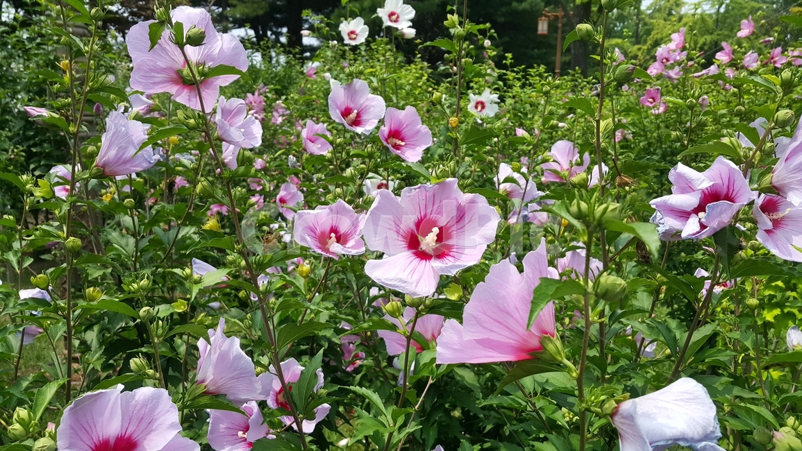 무궁화,대한민국국화,나라꽃,애국가,근화,훈화초,식물,꽃,나무,식물,자연,plants,nature,꽃,flower