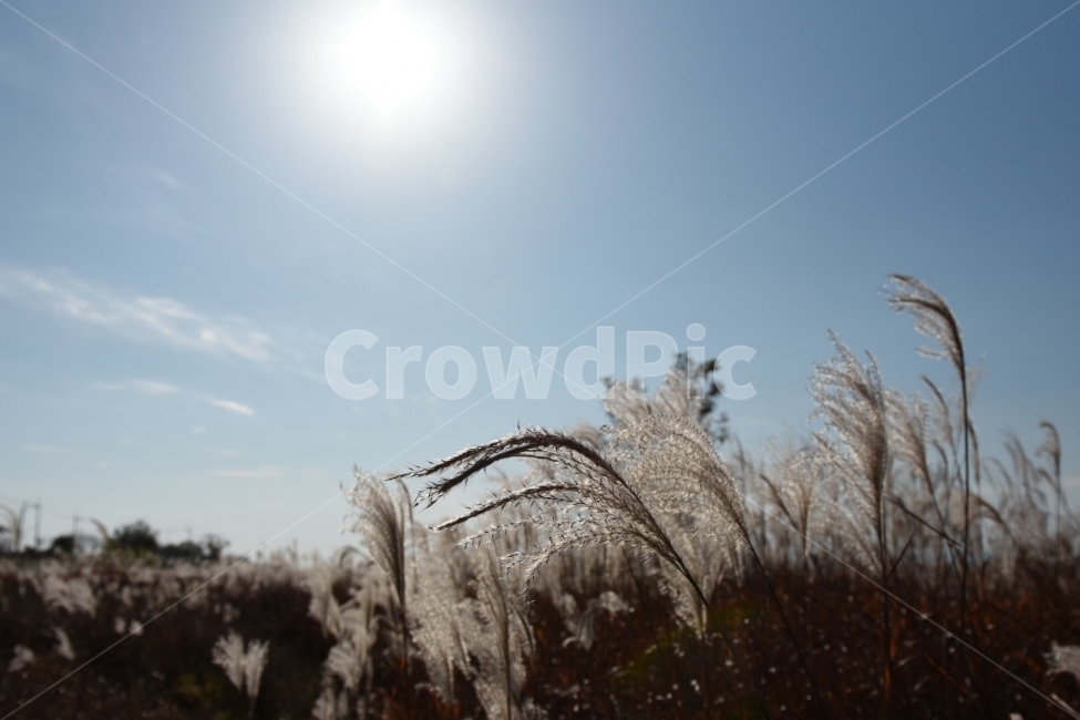 억새,가을,풍경,꽃,배경,갈대,가을,계절,fall,autumn,season,식물,자연,plants,nature,grass,잔디,plant,lawn,reed