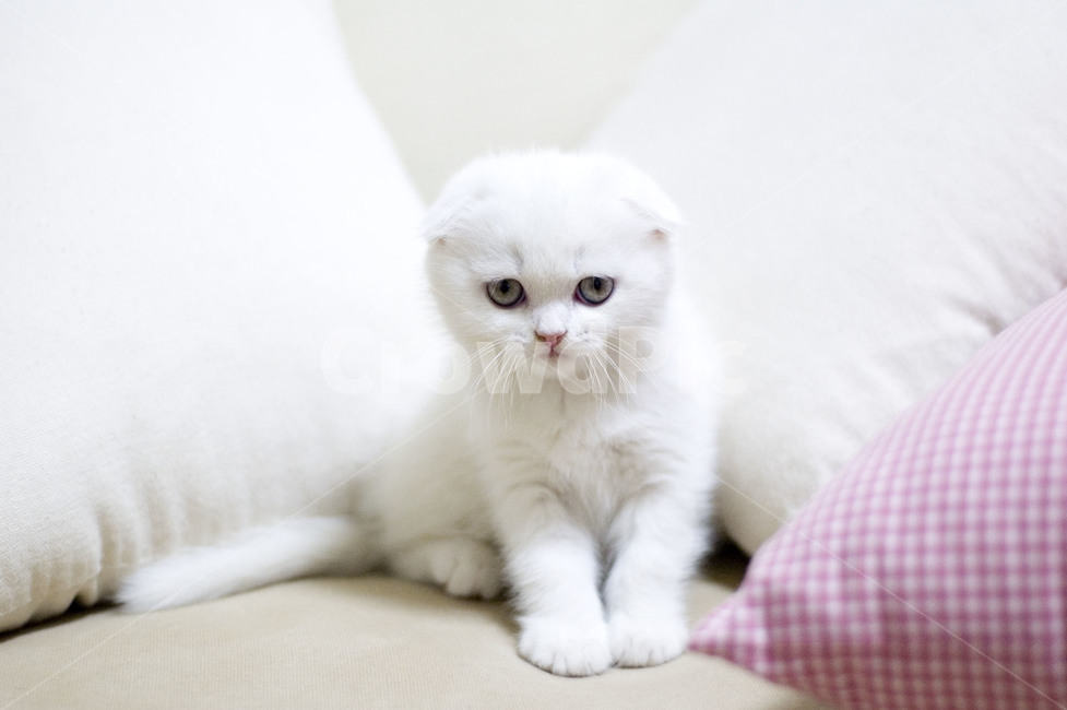 고양이,스코티쉬폴드,흰색고양이,하얀고양이,아기고양이,고양이눈,회색고양이눈,동물,animal,포유류,mammal,고양이,cat,kitten,kitty