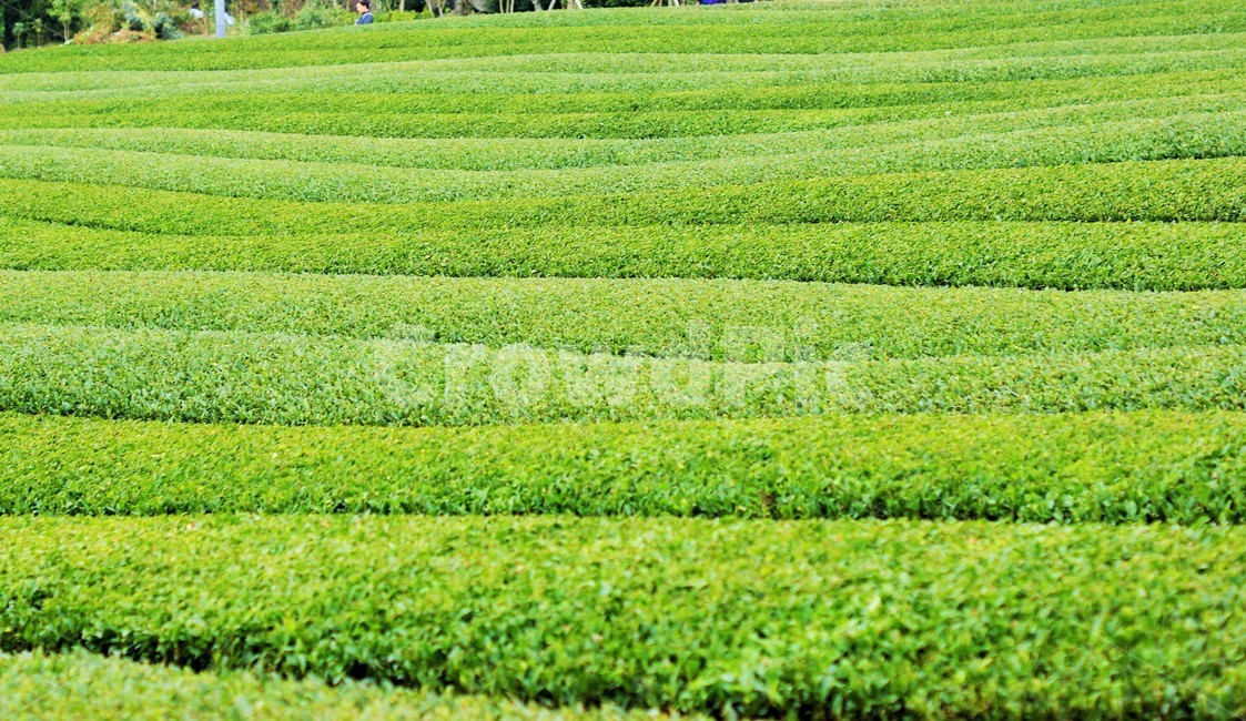 녹차,녹차밭,밭,제주도,녹찻잎,마차,산업,industry,industrial,농업,농사,agriculture,farming,farming industry