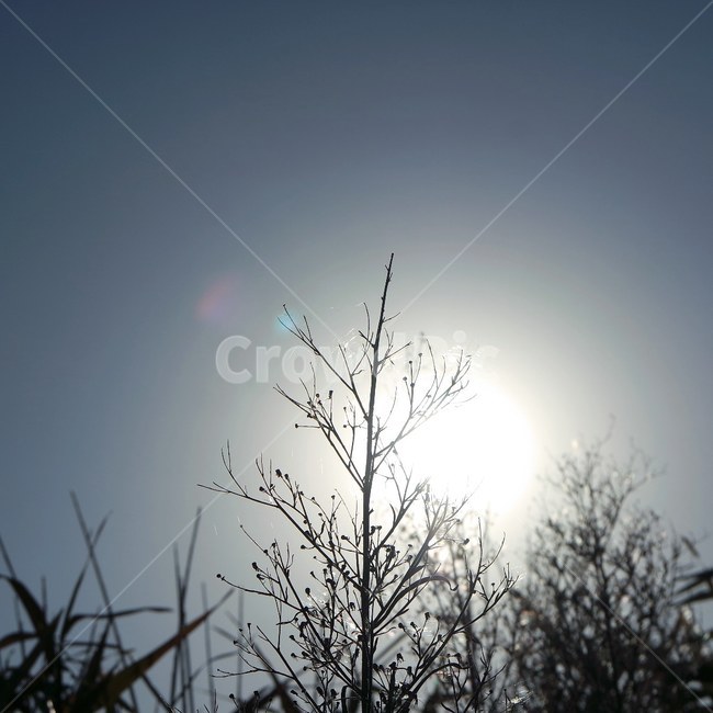 햇빛,겨울,따뜻한,해,나무,역광,나뭇잎,sun,winter,sunny,sunshine,겨울,계절,winter,season,식물,자연,plants,nature,나무,trees,wood