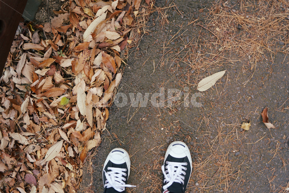 clothing,의류,shoe,footwear,신발류,산책,낙엽,가을,fall,컨버스