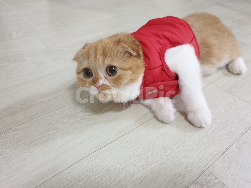 고양이,반려모,스코티쉬폴드,슈렉고양이,cat,동물,animal,포유류,mammal,고양이,cat,kitten,kitty