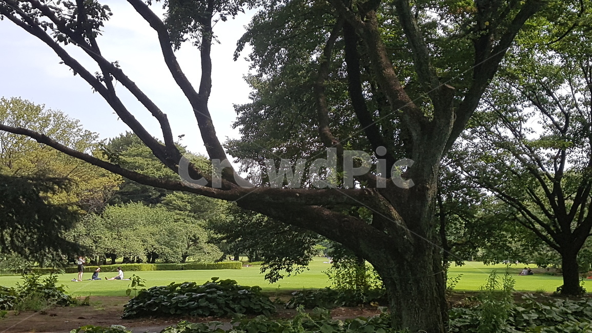 treetrunk,나무줄기,tree,나무,plant,식물,person,사람,human,인간