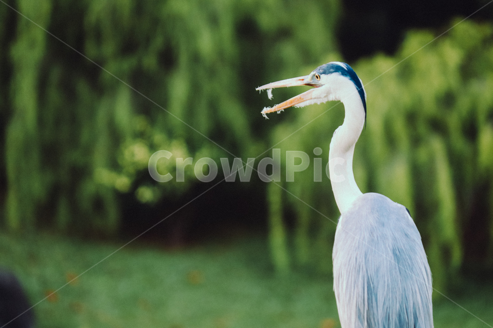 왜가리,새,연못,야생,동물,야생동물,동물,animal,조류,새,birds