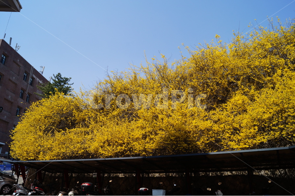 개나리,봄,노란꽃,식물,flower,식물,자연,plants,nature,꽃,flower