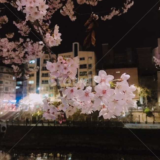 벚꽃,벚나무,벚꽃나무,나무,식물,꽃,장미과,봄,자연,불광천,개천,산책길,공원,계절,spring,season,도시,풍경,city,landscape,plants,nature,flower