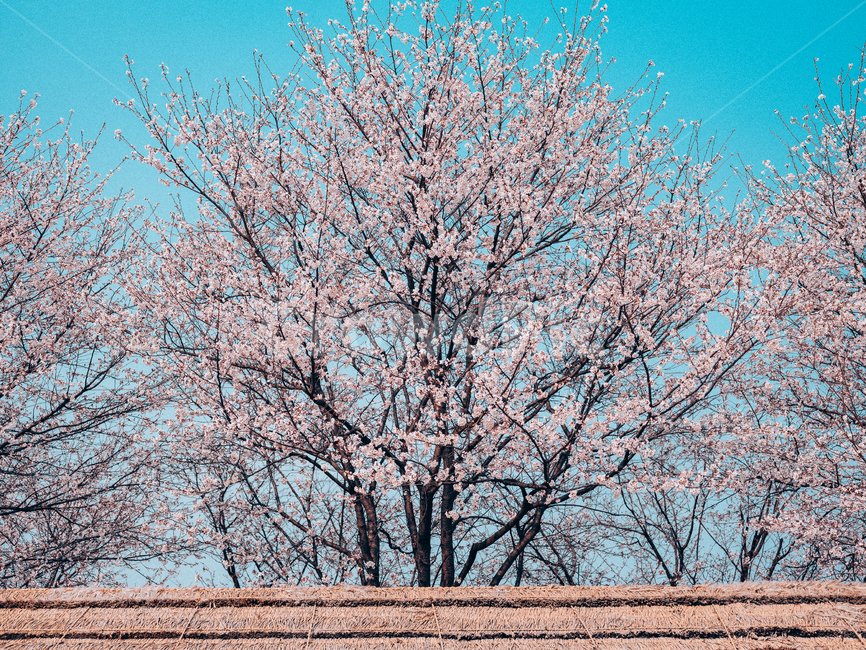 봄,벚꽃,꽃,계절,cherryblossom,flower,spring,season,봄,계절,spring,season,plant,식물,tree,나무