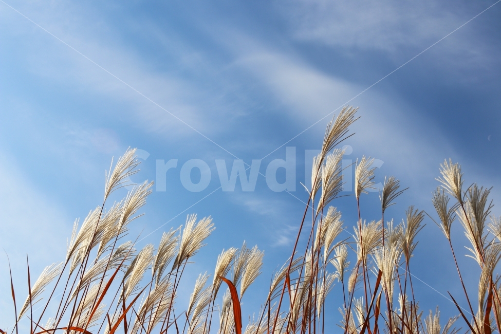 갈대,가을,하늘,풍경,가을풍경,가을,계절,fall,autumn,season,자연,풍경,nature,landscape,식물,plants,grass,잔디,plant,lawn