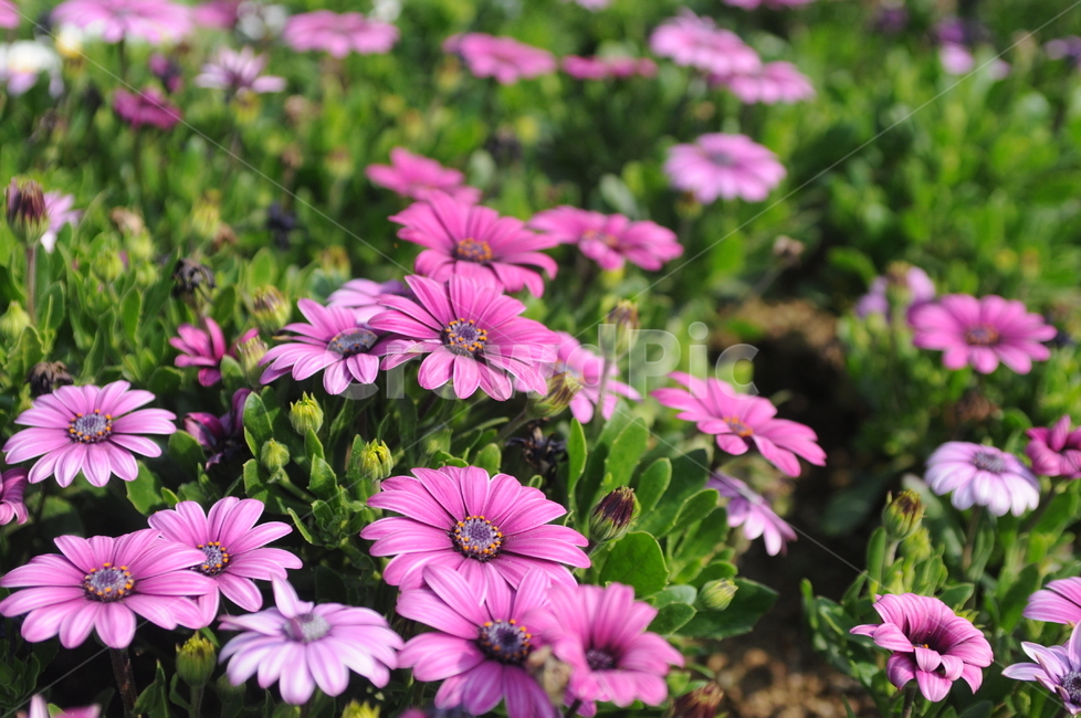 꽃,flower,봄,spring,풍경