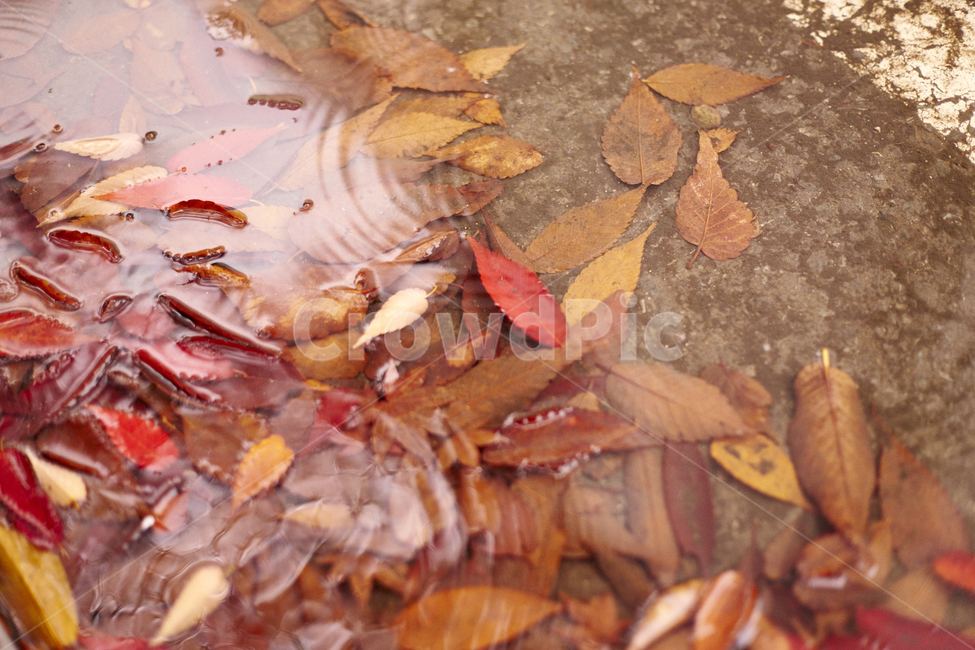 가을,단풍,따뜻함,쓸쓸함,낙엽,가을,계절,fall,autumn,season,식물,자연,plants,nature,leaf,잎,plant,tree,나무