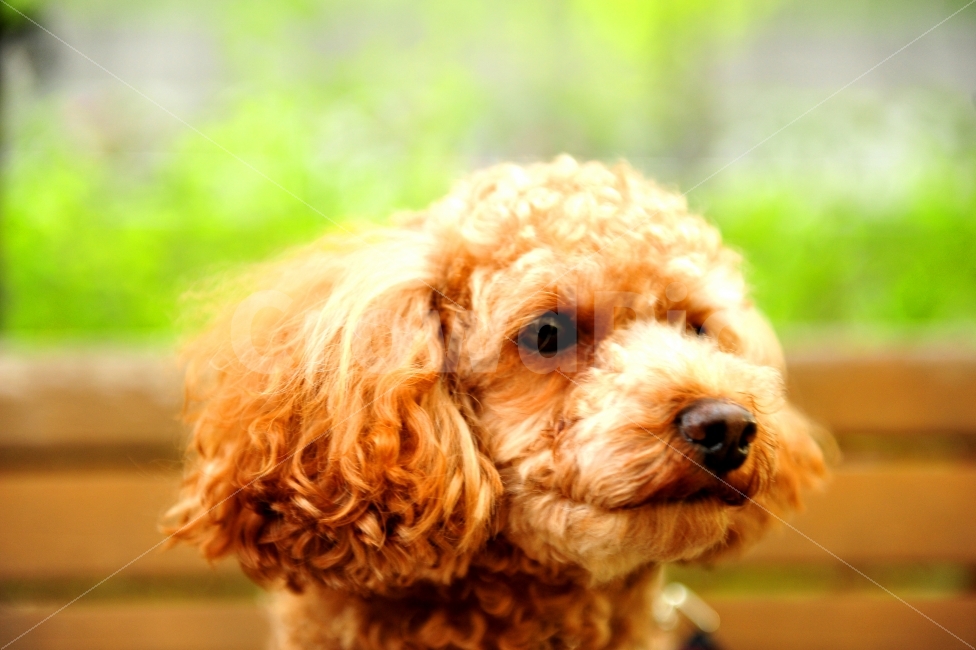 강아지,유기견,동물,애완견,개,동물,animal,포유류,mammal,개,강아지,dog,doggy