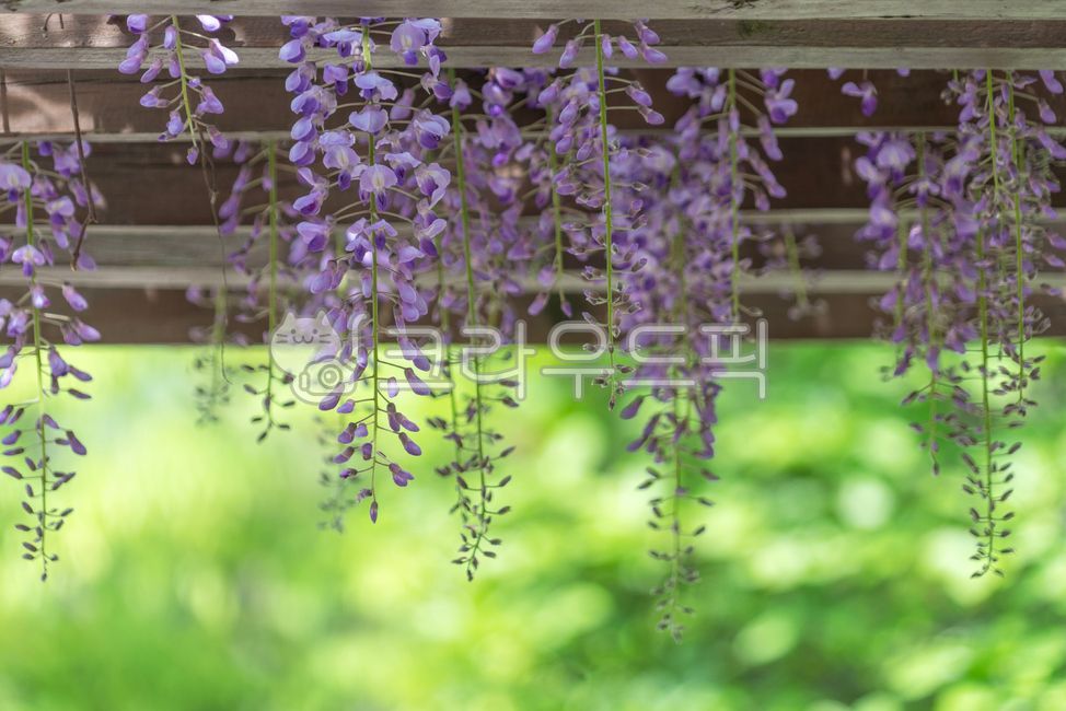 flower,꽃,purple,보라,등나무꽃