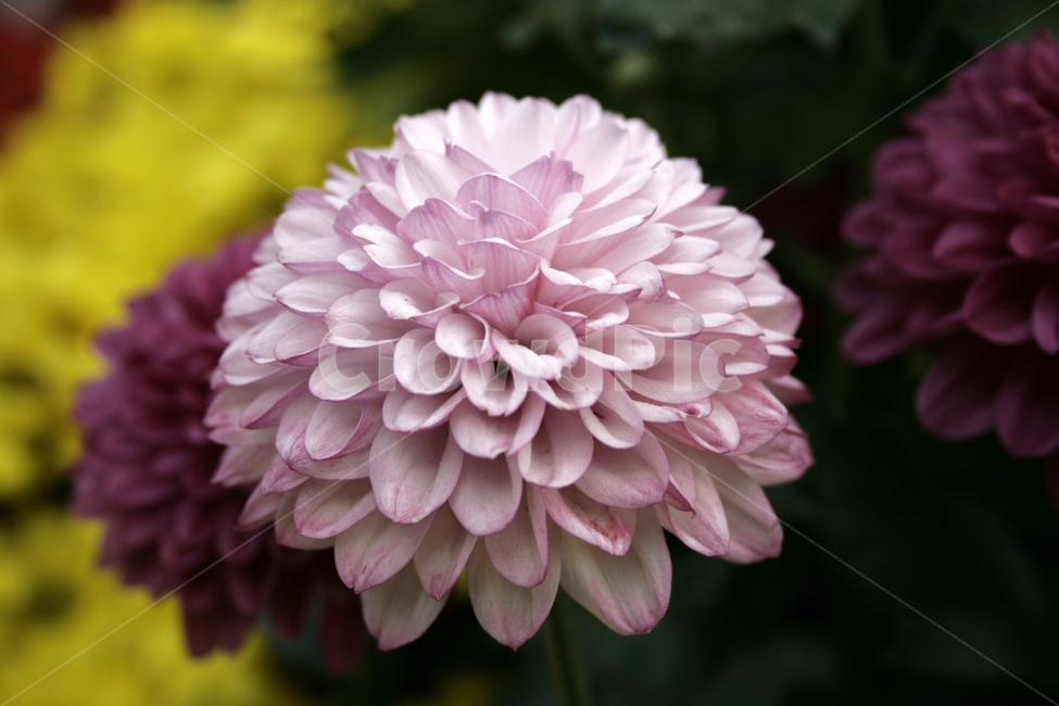국화,꽃,가을,flower,식물,식물,자연,plants,nature,꽃,flower