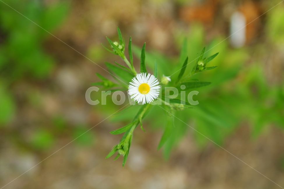 꽃,식물자연,plants,색깔,색상,색채,color,sense,flower,감성,식물,가든