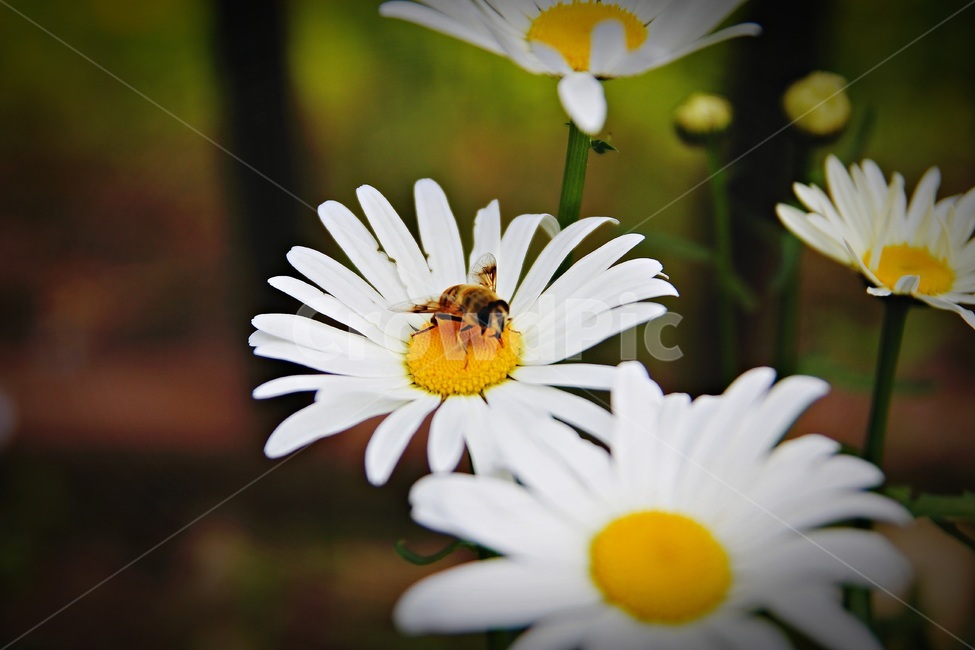 꽃,벌,하얀꽃,bee,flower,clouseup,접사,코스모스,식물,자연,plants,nature,꽃,flower,동물,animal,곤충,벌레,insect,bug