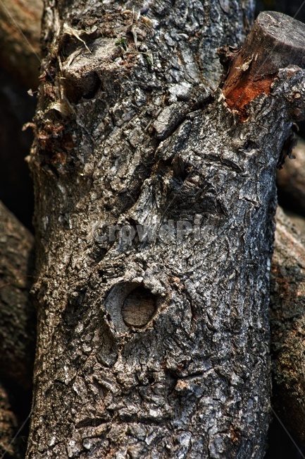 나무,식물,나무줄기,plant,tree,treetrunk