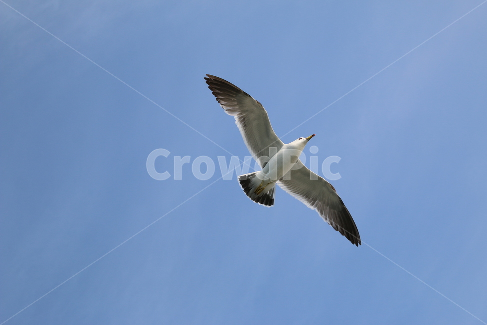 꿈,갈매기,하늘,바다,바탕화면,동물,animal,조류,새,birds