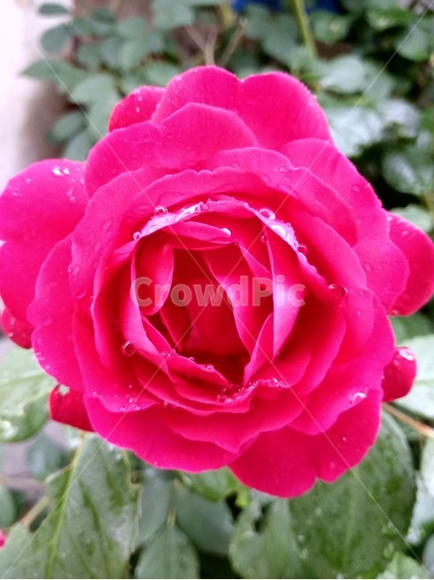 플라워,봄,봄꽃,뷰티풀,flower,bloom,beautiful,rose,장미,blossom,꽃,plant,식물,식물,자연,plants,nature,꽃,flower