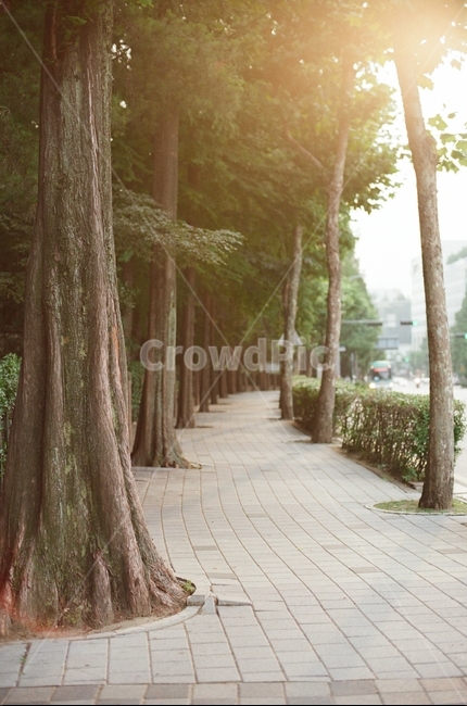 인도,길,메타세콰이어,도로,햇빛,여름,나무,자연,자연,풍경,nature,landscape,tree,plant,식물,tree trunk,나무 줄기,outdoors,옥외