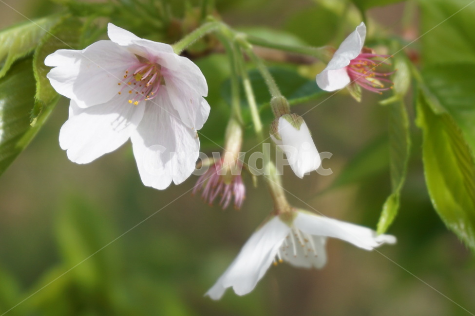 봄,초봄,4월,녹색,꽃잎,벚꽃잎,흰색,연분홍,봄,계절,spring,season,식물,자연,plants,nature,꽃,flower,plant,blossom