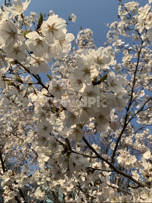 벛꽃,꽃,flower,봄꽃,흰색꽃