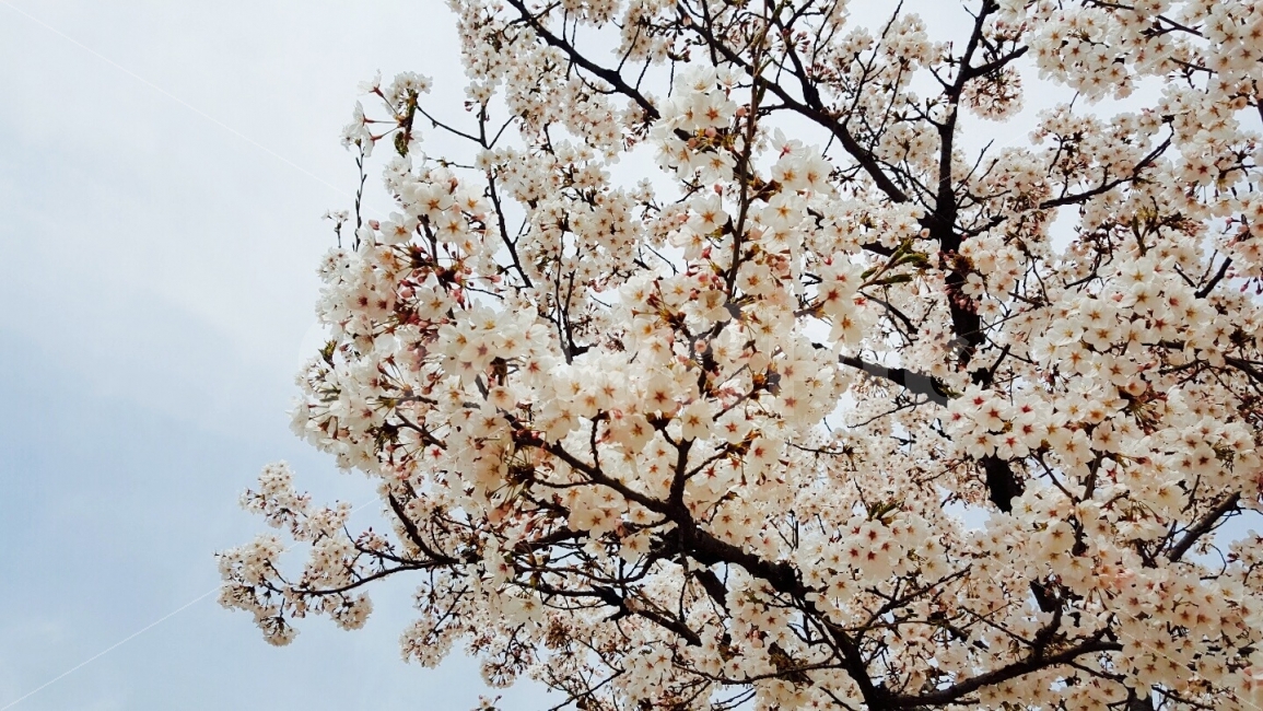 벚꽃,하늘,예쁨,꽃,봄,봄,계절,spring,season,식물,자연,plants,nature,꽃,flower,나무,trees,wood,plant,blossom,cherry blossom