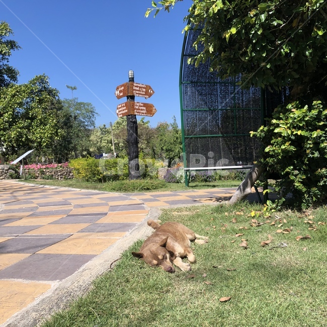 여유,휴식,평화,강아지,개,동물,animal,포유류,mammal,개,강아지,dog,doggy
