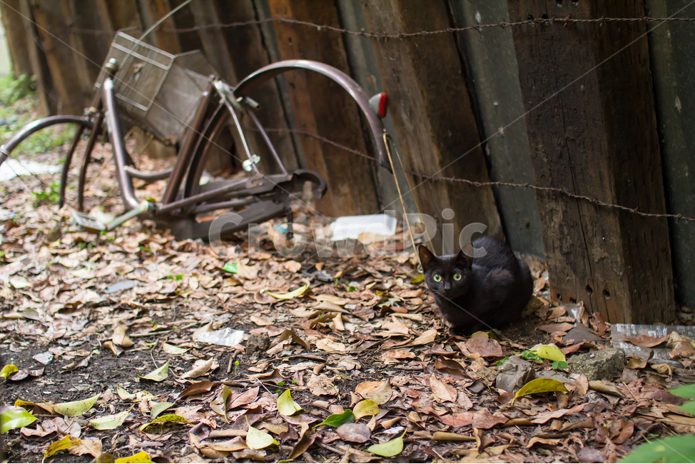 bicycle,stray cat,Black cat,cat,broken bike,traffic