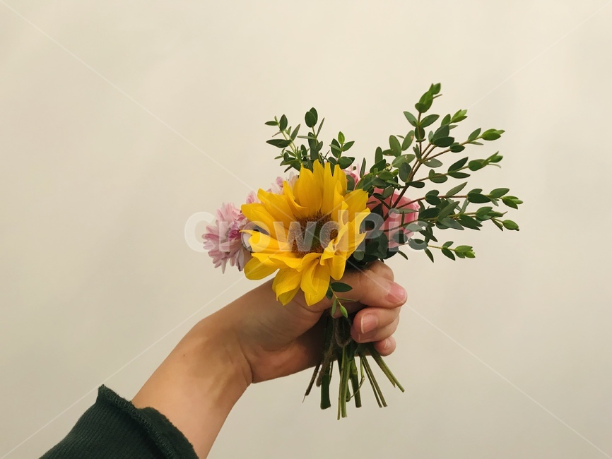 plant,식물,꽃,flower,꽃부케,식물,자연,plants,nature,꽃,flower