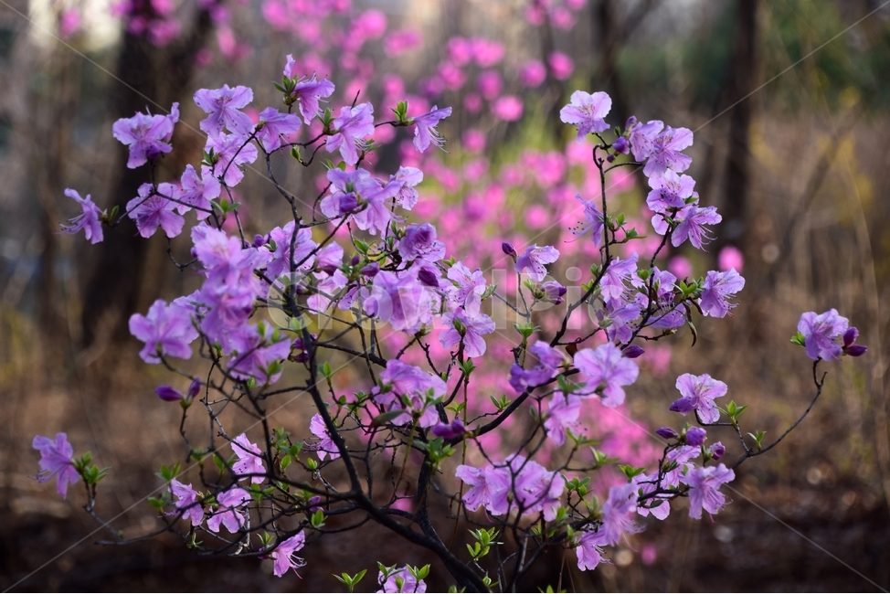 진달래,진달래꽃,봄꽃,붉은진달래,철쭉,봄,계절,spring,season,식물,자연,plants,nature,꽃,flower,plant,blossom