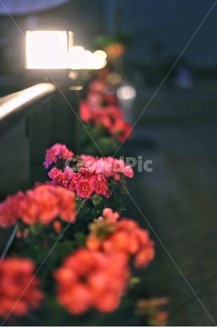 꽃,아경,조명,불빛,화단,식물,자연,plants,nature,꽃,flower,감성,sensible,feeling