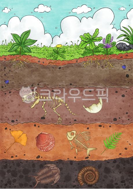 땅속,땅속일러스트,토양,soil,흙,지층,화석,땅속세계,땅속그림,교육용,흙일러스트,지층일러스트,땅속생물,교구,학습자료,땅,자연,바닥,흙속,화석일러스트,공룡벼,공룡알,공룡화석,암모나이트,삼엽충,나뭇잎,조개,생선뼈,화석그림