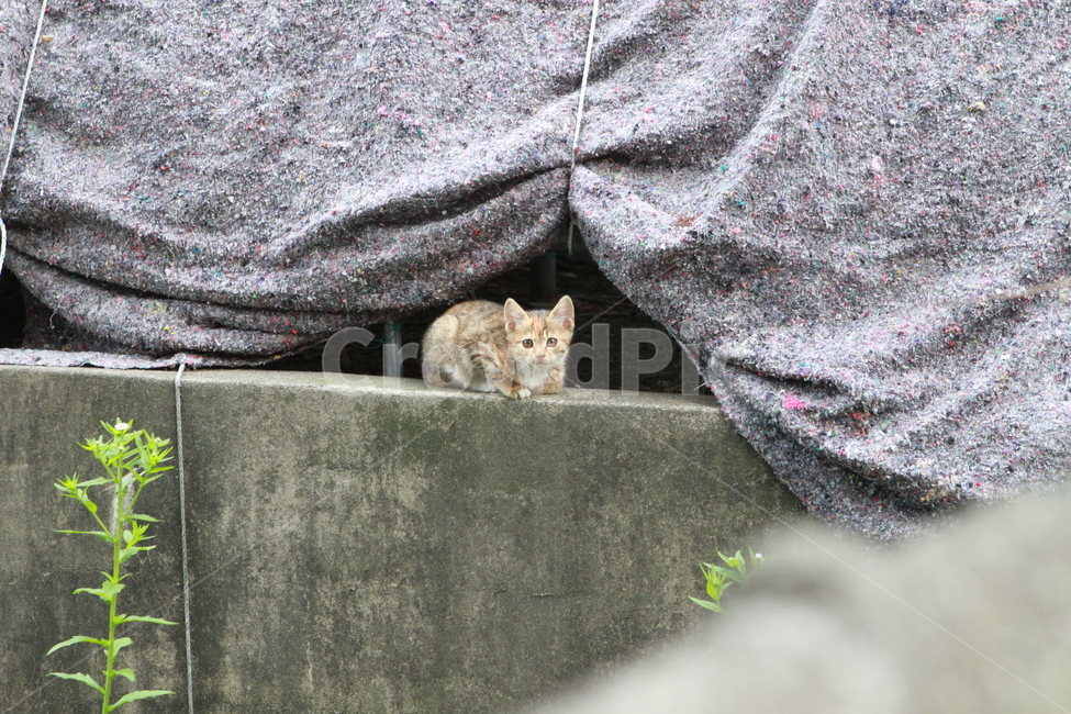 고양이,길고양이,도둑고양이,새끼고양이,동물,귀여움,애기,길냥이,손크기,미니,포유류,animal,mammal,cat,kitten,kitty