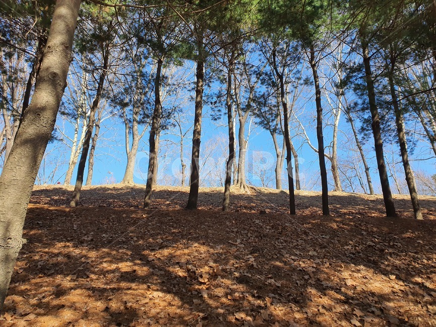 나무,소나무,공원,식물,자연,풍경,tree,plant,바닥,ground