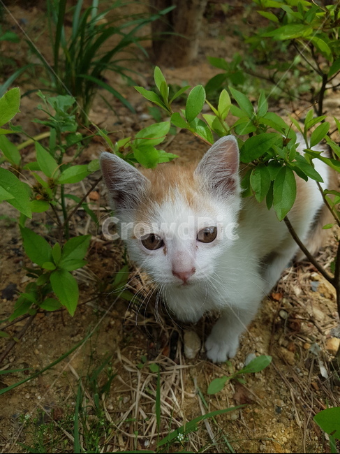 고양이,새끼고양이,동물,야옹,냥이