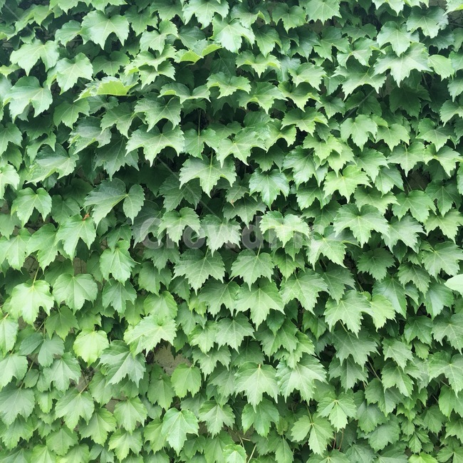 벽,자연,풀,초록,green,담쟁이넝쿨