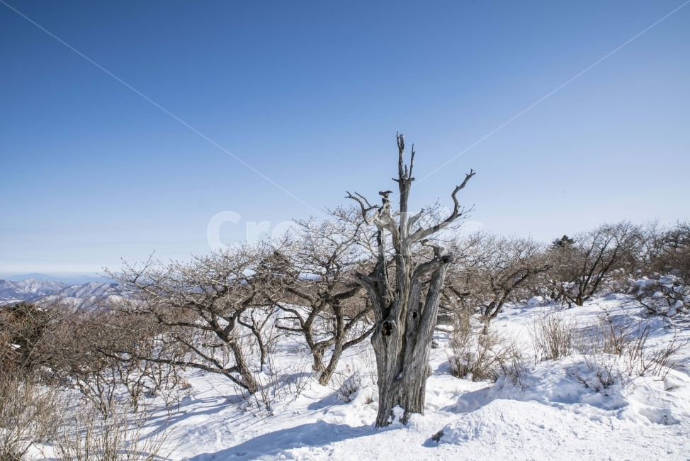 풍경,겨울,나무,덕유산,설산,겨울,계절,winter,season,자연,풍경,nature,landscape,한국자연풍경,한국자연경관,korea nature landscape,식물,plants,나무,trees,wood,blizzard,눈보라,snow,눈,outdoors,옥외,storm,폭풍
