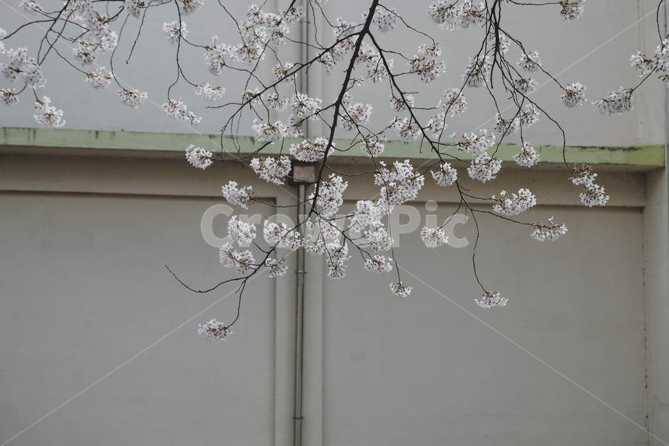 벚꽃,사쿠라,봄꽃,벚나무,cherryblossom,봄,계절,spring,season,식물,자연,plants,nature,꽃,flower,plant