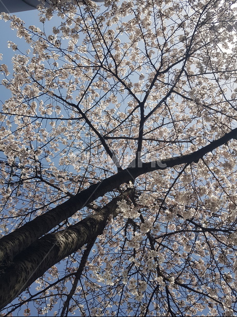 벚꽃나무,분홍,푸른하늘,벚꽃,꽃