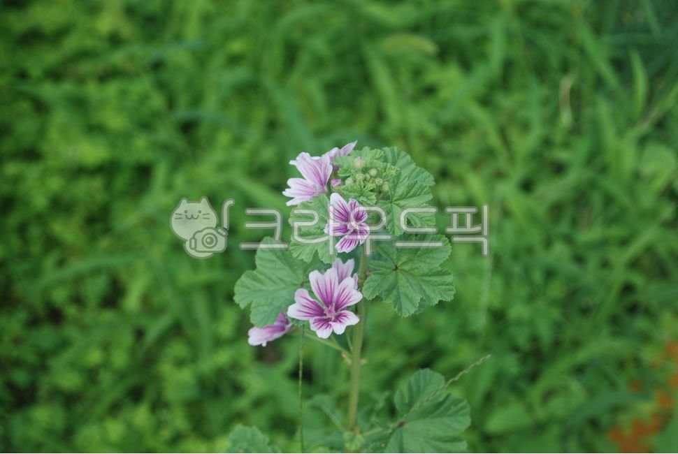 당아욱꽃,금규,말로우꽃,동규자,아욱꽃