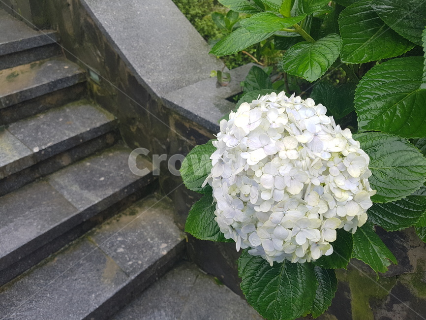 수국,장마,여름,비,꽃,hydrangea,rainyseason,summer,rain,flower