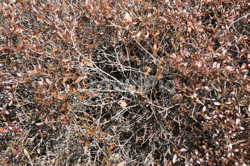 화단,식물,푸른,정원,도심,공원,산책,화창한,갈색,패턴,식물,자연,plants,nature