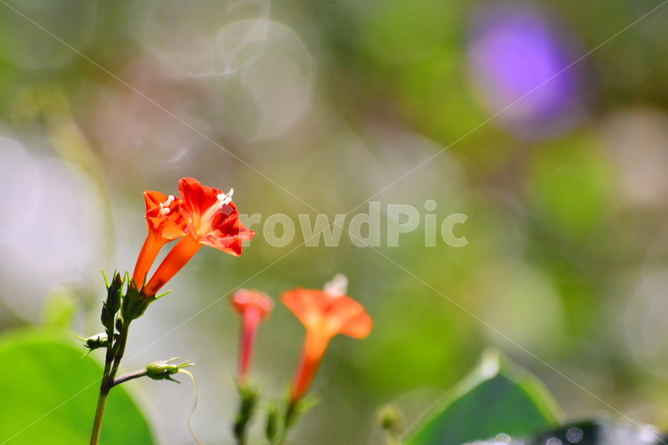 가을꽃,유홍초,야생화,보케,가을,가을분위기,가을느낌,시즌,계절,fall,autumn,초본,식물,자연,nature,flowers,백그라운드,배경,자연배경,10월,들꽃,노랑색,황록색,빨강색,레드,red,야외,빛망울,둥근잎유홍초,식물,자연,plants,nature,꽃,flower