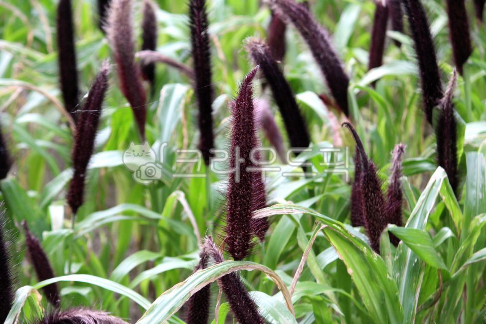 식물,plant,화초수수,밀렛,꽃,꼬리털