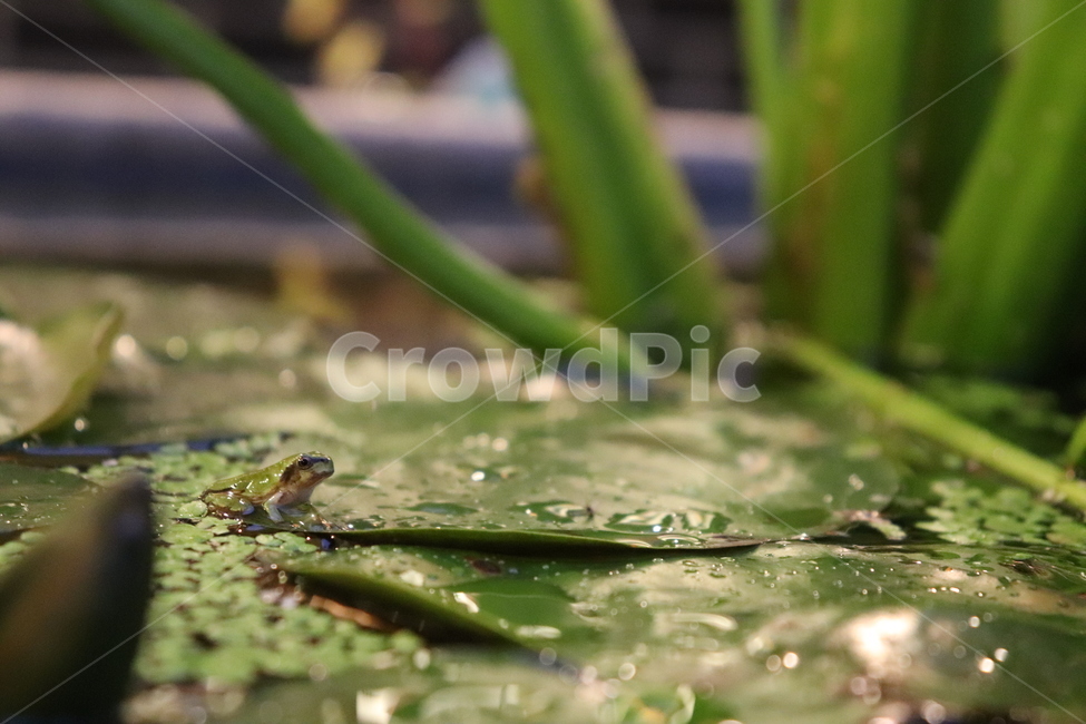 자연,풍경,연못,동물,동식물,연잎,개구리밥,개구리,nature,naturephoto,naturephotography,frog,lotus,lotusleaf,animal,청개구리,파충류,양서류,동물,animal,파충류,양서류,reptile,amphibian